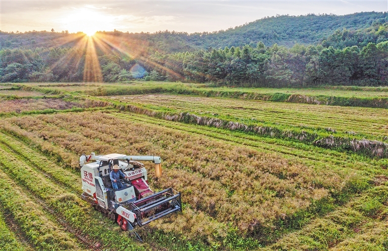 市九派城鄉(xiāng)集團(tuán)下屬九派農(nóng)墾公司2024年油菜籽銷售項(xiàng)目詢價公告